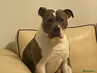 Mixed Breed dogs Buddy needs a new home - Advert 10