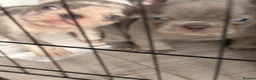 French Bulldog dogs for sale: French Bulldog Puppies - Advert 13