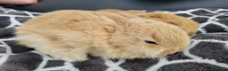 Mini Lop rabbits for sale: Mini Lop Bunnies ready for reserve - Advert 14