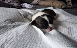 Mixed Breed dogs for sale: Frenchie cross chihuahua  - Image 7