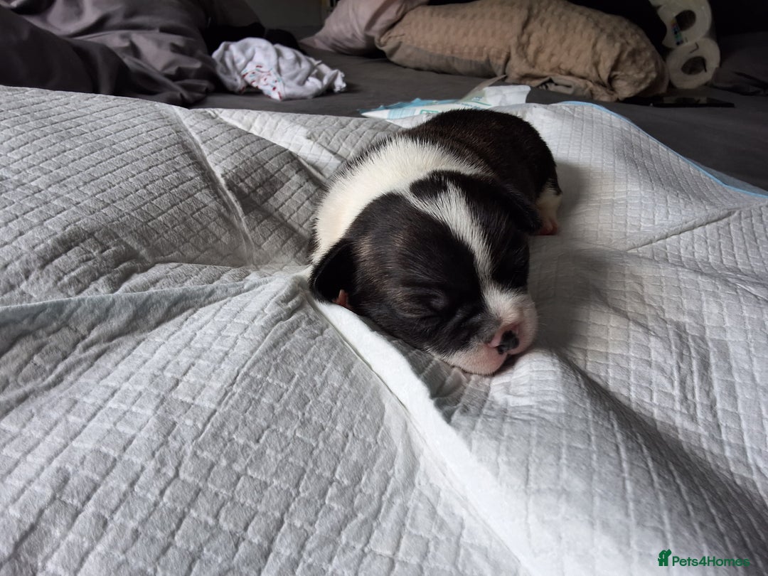 Mixed Breed dogs for sale: Frenchie cross chihuahua  - Image 7
