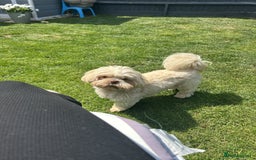 Shih Tzu dogs for sale: Adorable Shih Tzu Puppies - Advert 3
