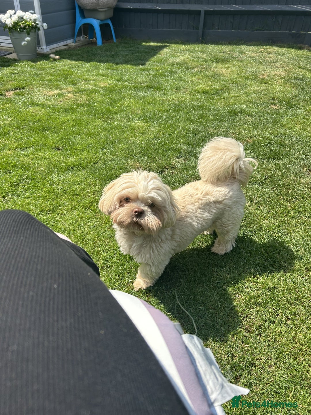 Shih Tzu dogs for sale: Adorable Shih Tzu Puppies - Advert 3