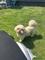 Shih Tzu dogs Adorable Shih Tzu Puppies - Advert 6