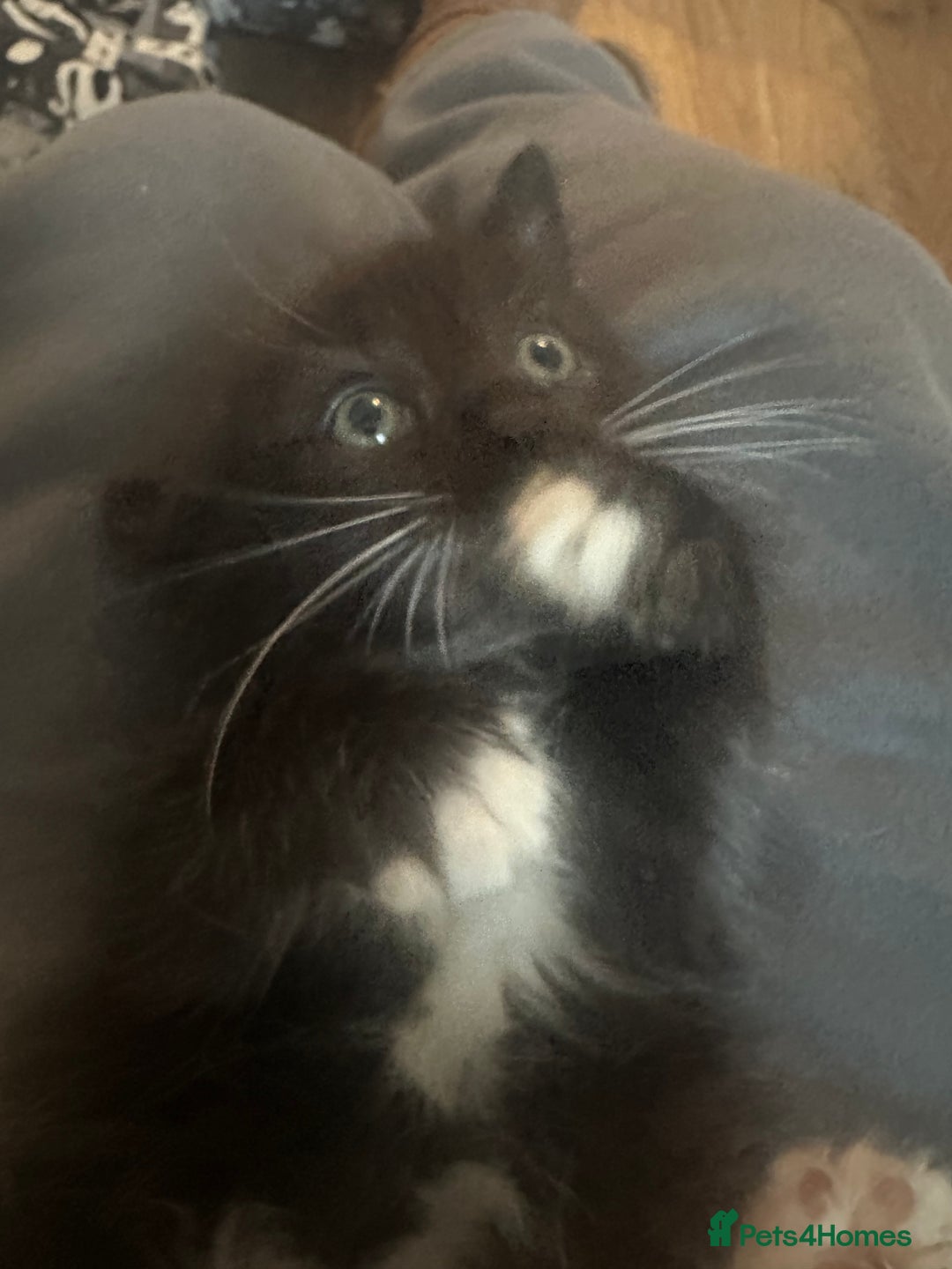 Ragcoon cats for sale: Ragdoll cross - Advert 10