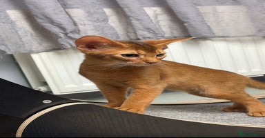 Abyssinian cats Gorgeous Abyssinian Kittens  Ready December 2025 - Advert 11