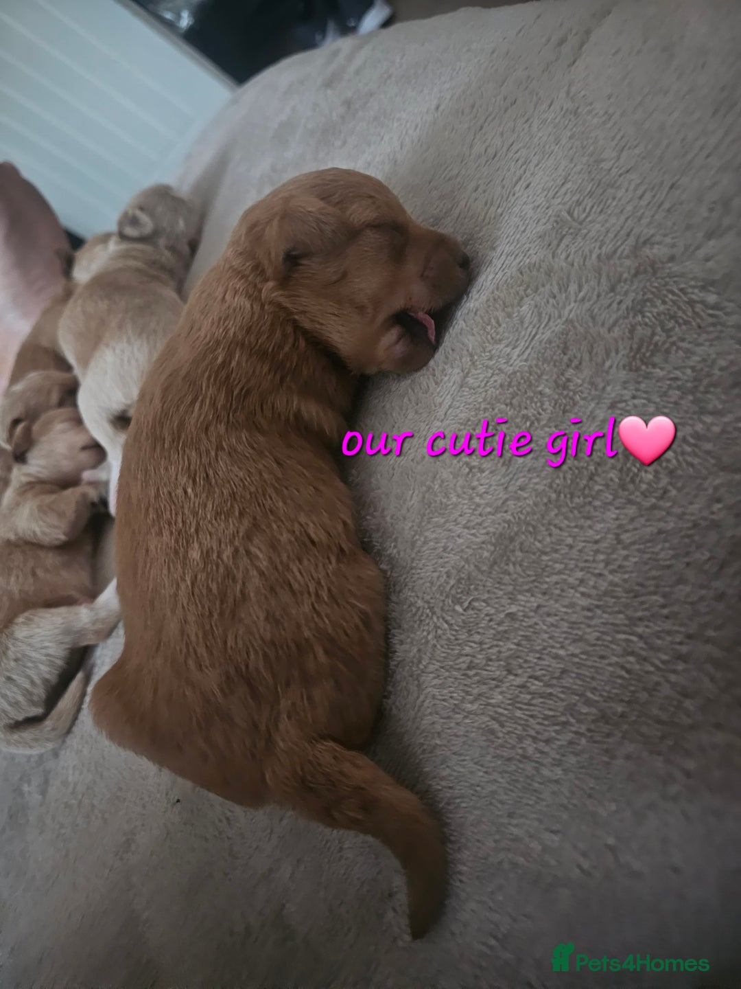 Schnoodle dogs for sale: 5 Adorable Schnoodle Puppies ❤️🩷💚💙🧡 - Image 12