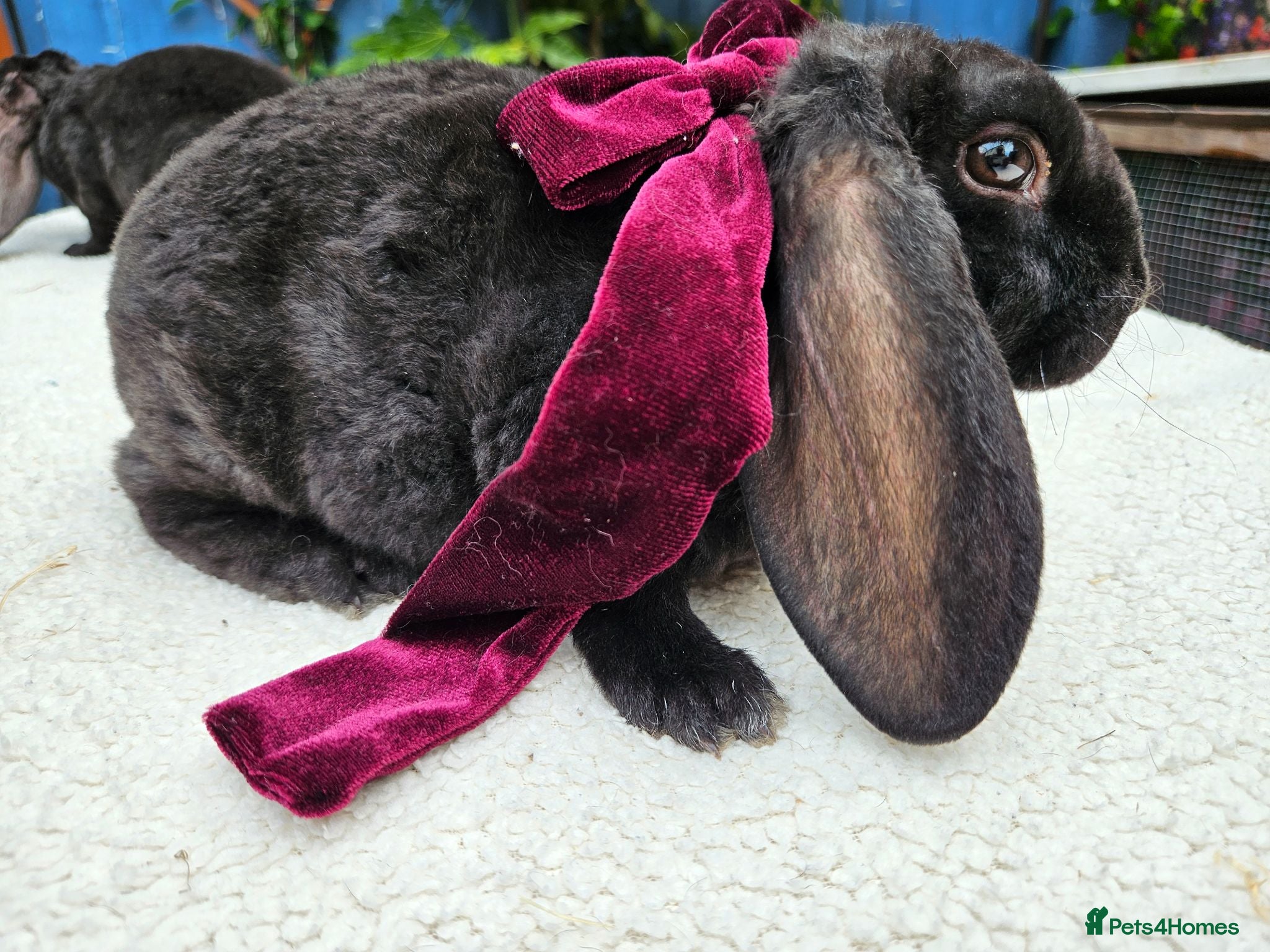 Rex rabbits Luxury Velveteen Lops  - Advert 18