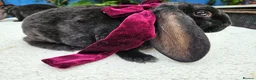 Rex rabbits for sale: Luxury Velveteen Lops  - Advert 11