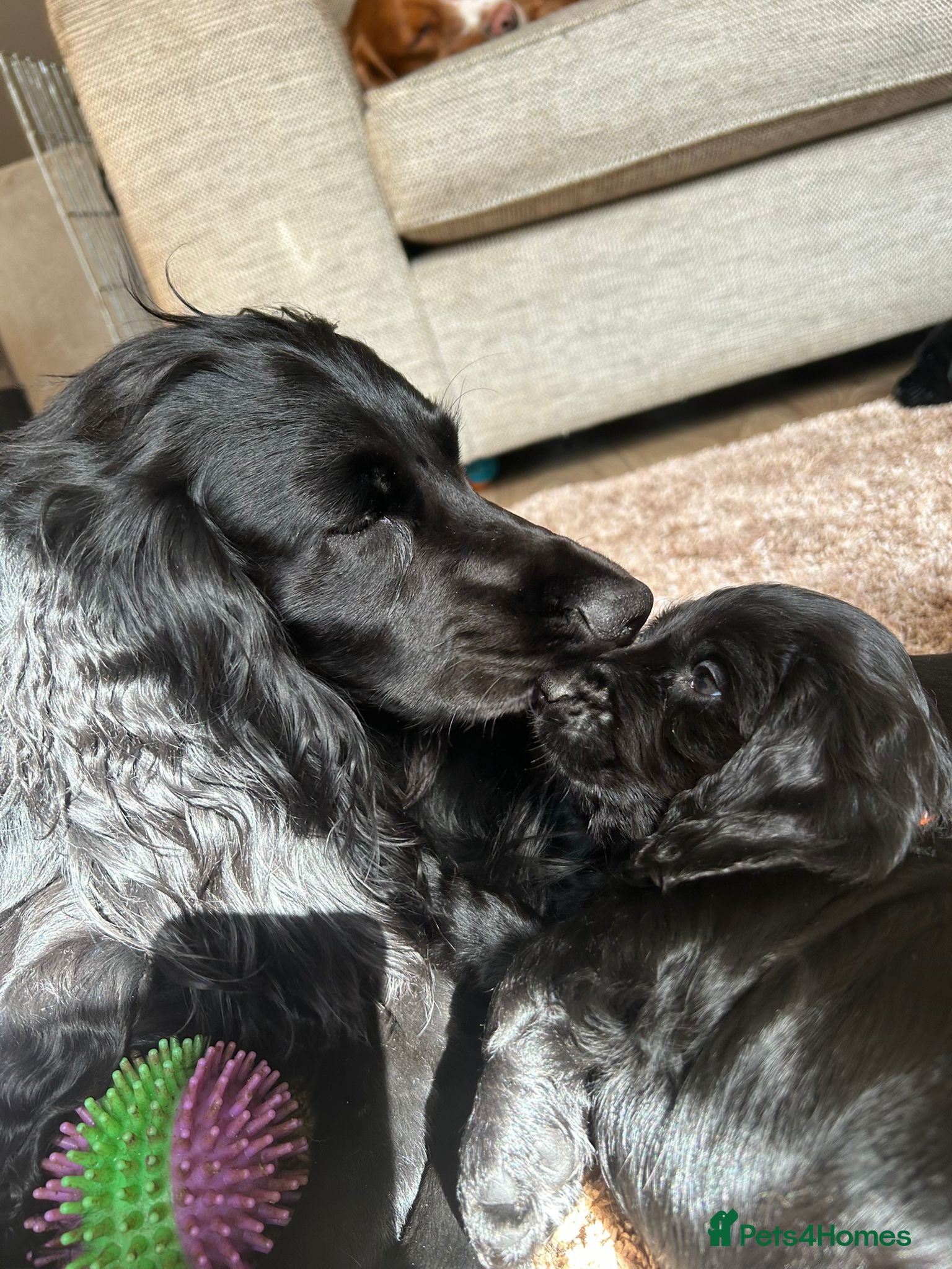 Cocker Spaniel dogs Ready to leave Cocker spaniel puppy  - Advert 1