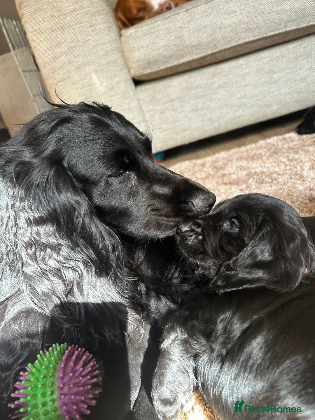 Cocker Spaniel dogs for sale: Ready to leave Cocker spaniel puppy  - Advert 1