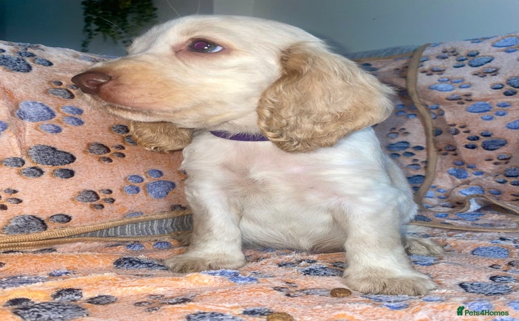 Cocker Spaniel dogs - Advert 13