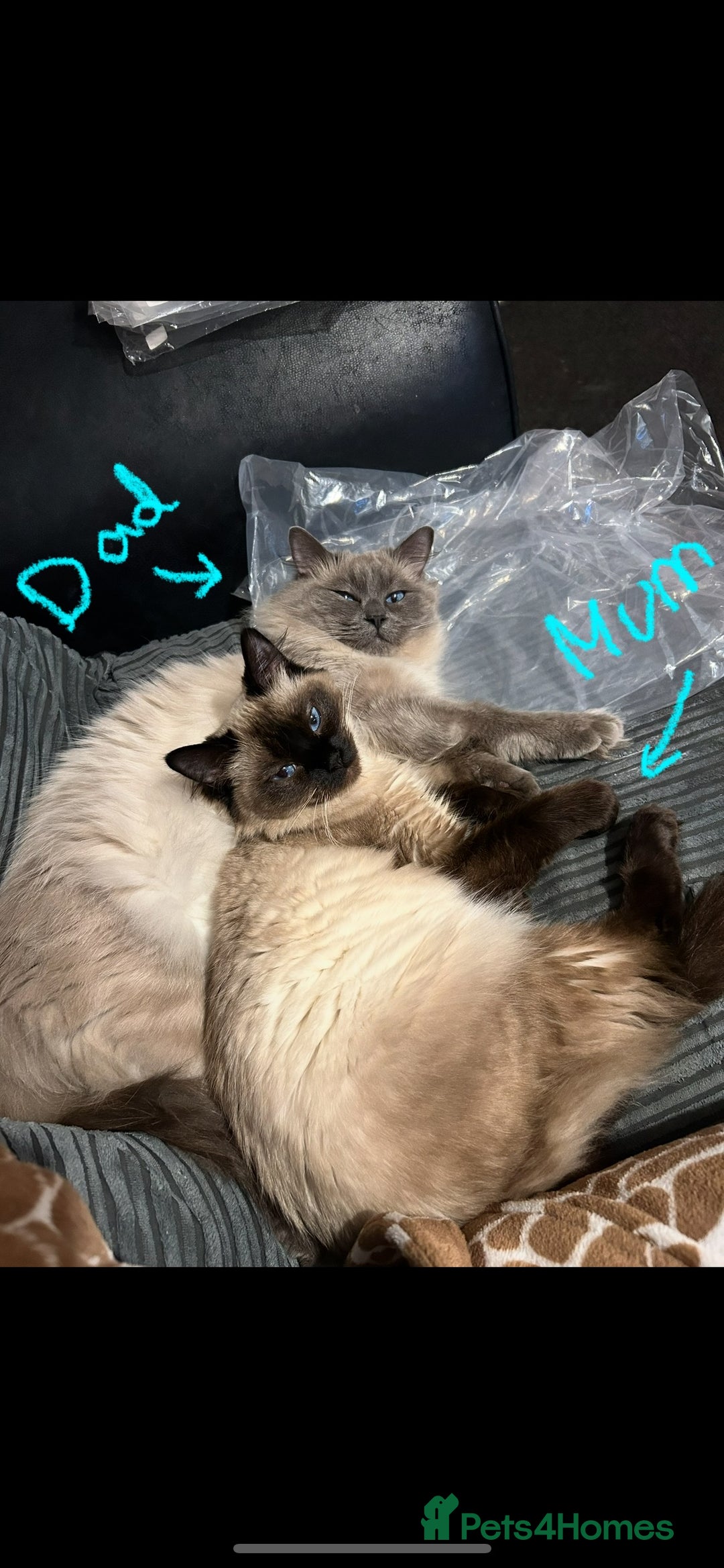 Ragdoll cats for sale: Ragdoll kittens - male - Advert 18