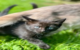 Ragdoll cats for sale: Ready now Ragdoll cross fluffy kittens 🐈‍⬛  - Image 8