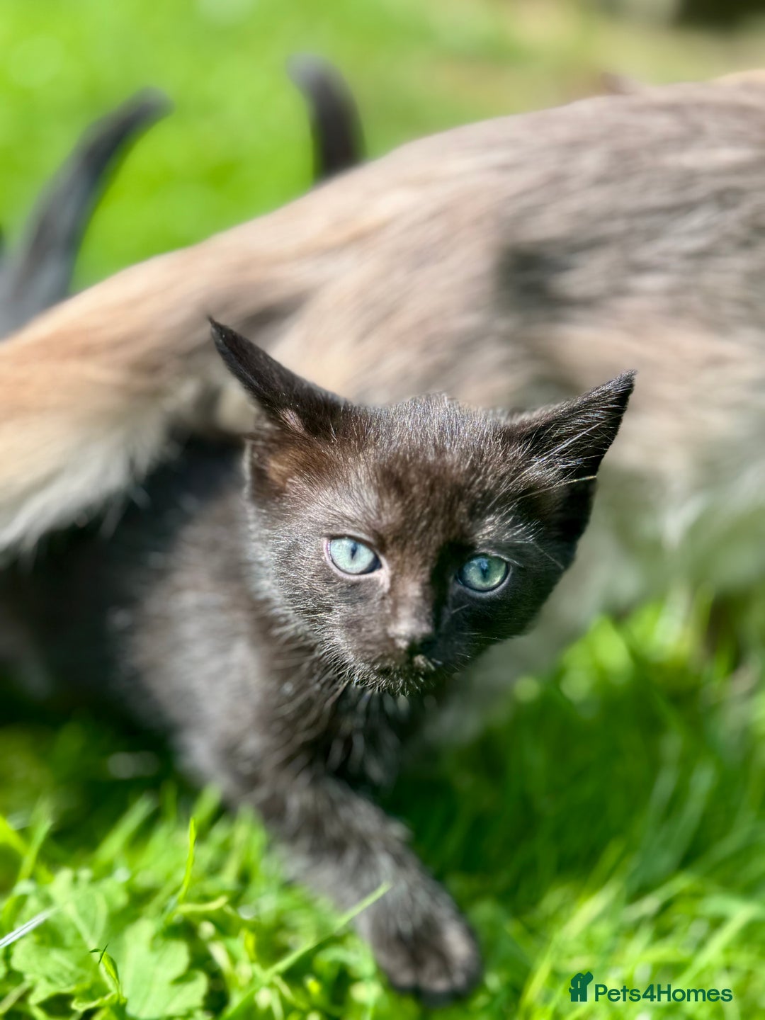 Ragdoll cats for sale: Ready now Ragdoll cross fluffy kittens 🐈‍⬛  - Image 8