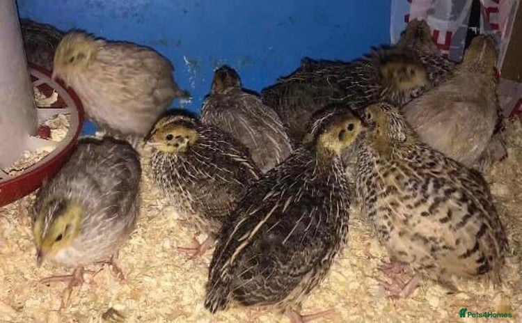 Quail poultry - Advert 12