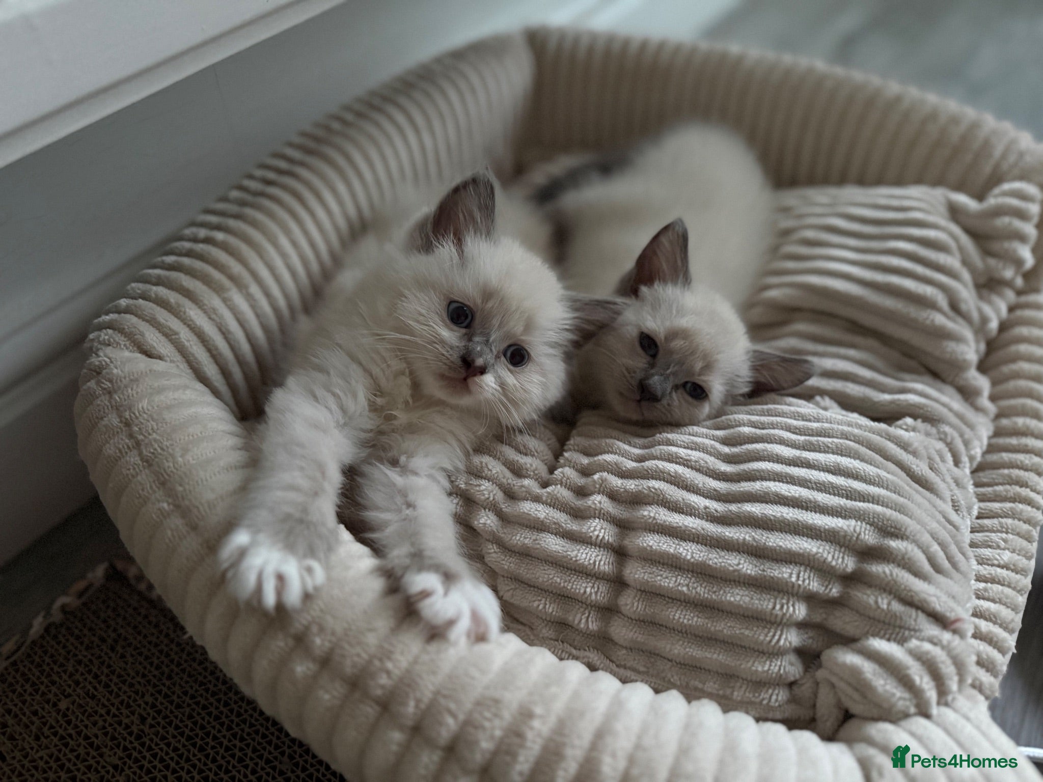 Ragdoll cats Ragdoll x kittens for sale  - Advert 13
