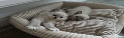 Ragdoll cats for sale: Ragdoll x kittens for sale  in Bristol - Advert 1
