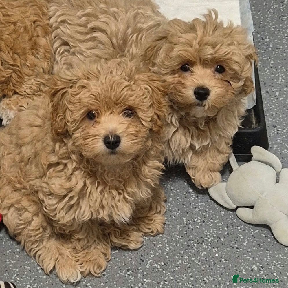 Maltipoo dogs for sale: Maltipoo  - Advert 16