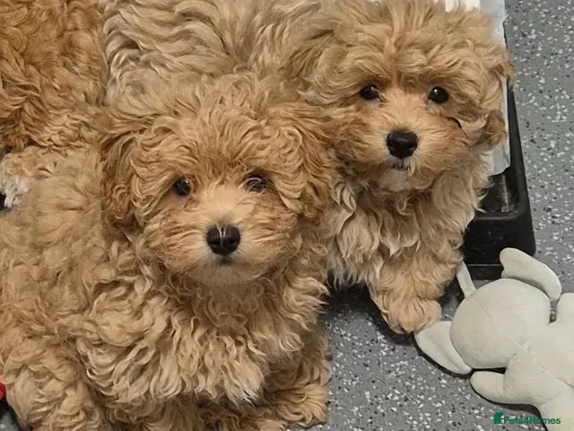 Maltipoo dogs for sale: Maltipoo - Advert 16