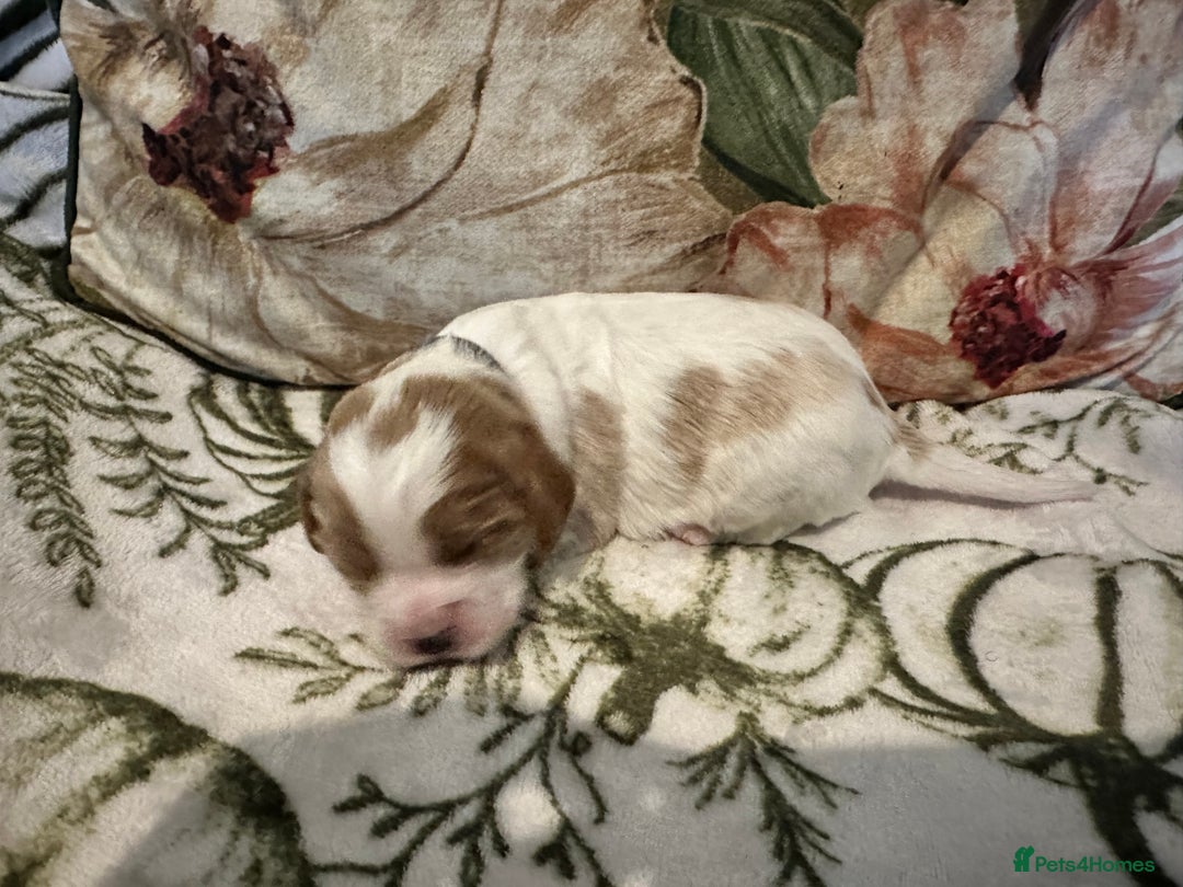 Mixed Breed dogs for sale: Cockalier puppies  - Advert 25