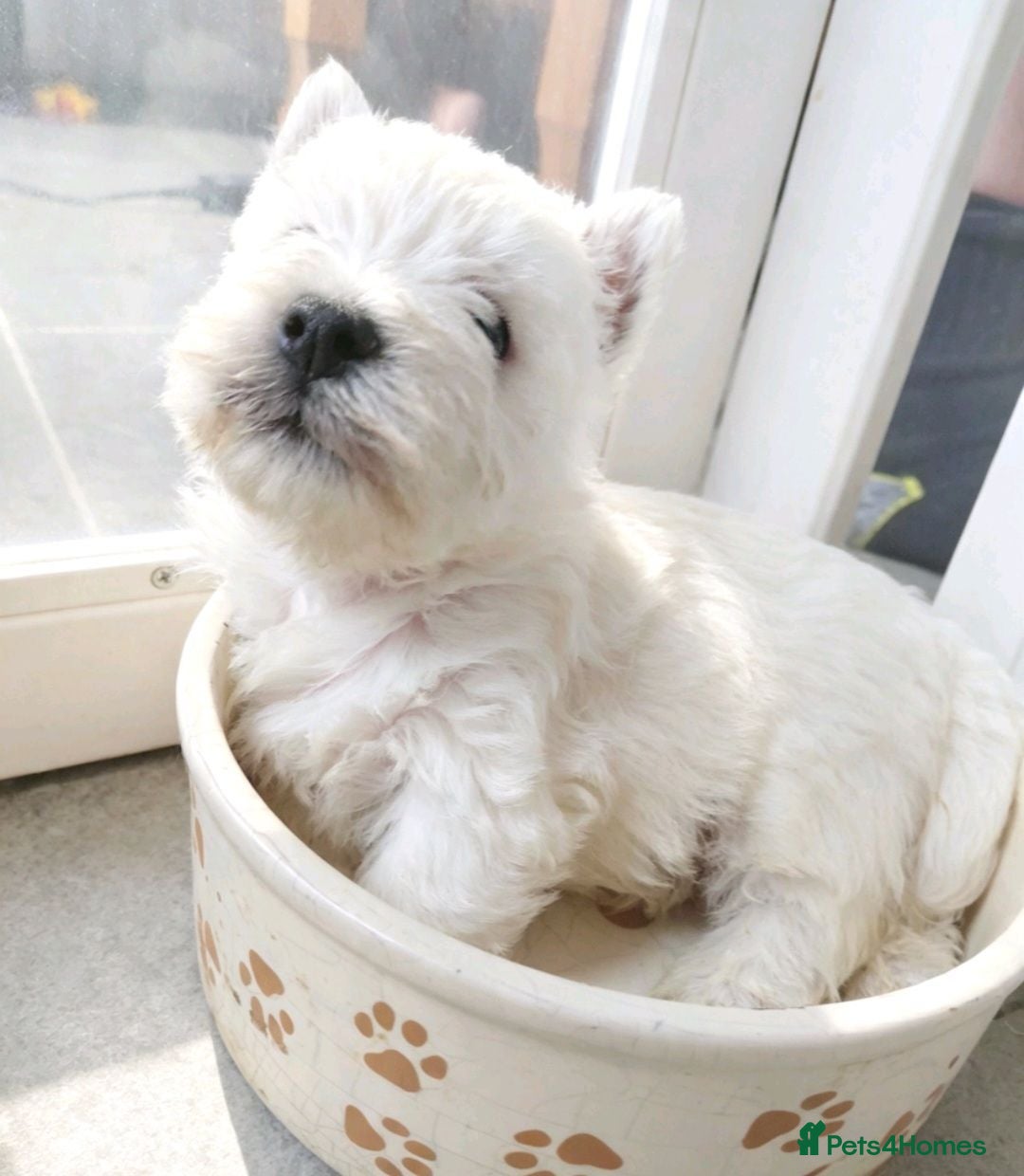 West Highland Terrier dogs Kc reg, quality Westie WHWT puppies  - Advert 11