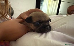 Frug dogs for sale: Puppies  - Image 11