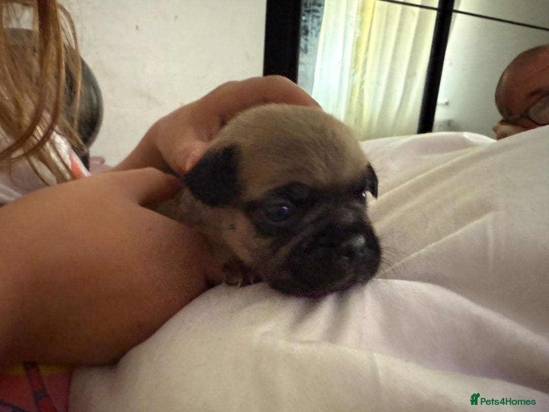 Frug dogs for sale: Puppies  - Image 11