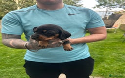 Miniature Dachshund dogs for sale: Miniature daschound - Image 2
