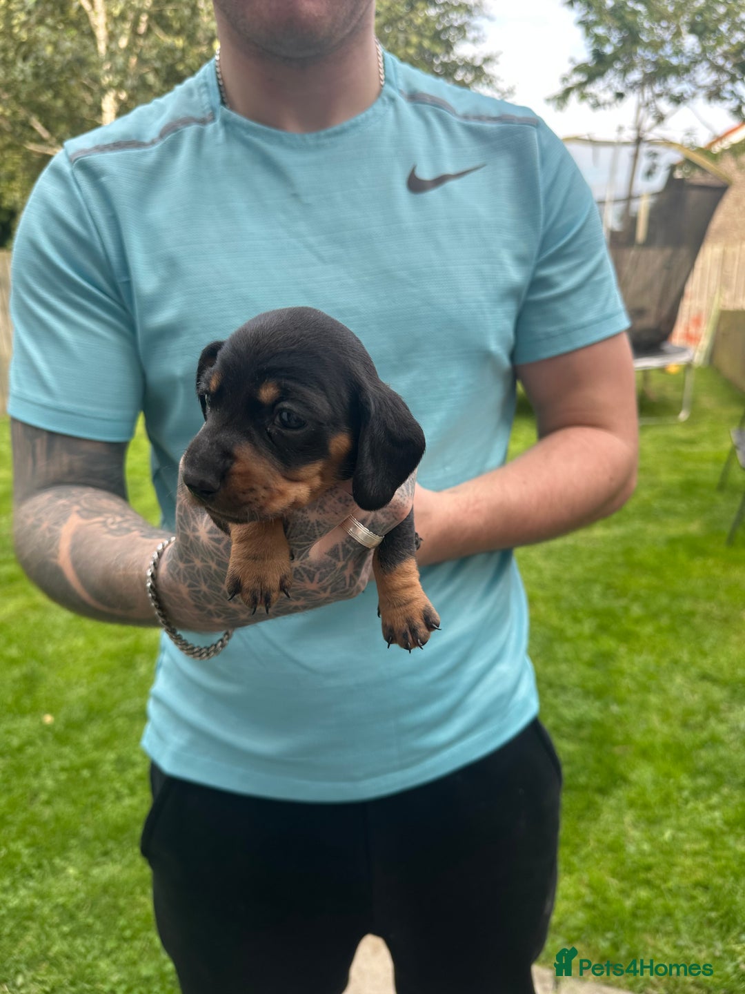 Miniature Dachshund dogs for sale: Miniature daschound - Image 2