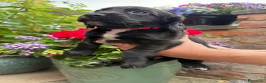 Cocker Spaniel 2