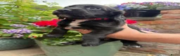 Cocker Spaniel dogs for sale: KC Registered Cocker Spaniel Puppies - Advert 8