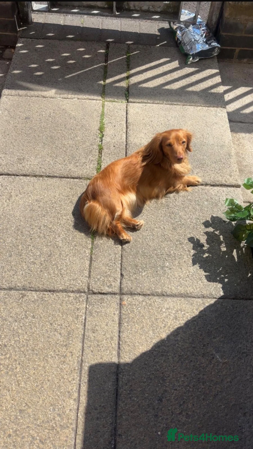 Miniature Dachshund dogs for sale: Long haired miniature dachshunds  in Manchester - Advert 11