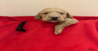 Mini Goldendoodle dogs F1 goldendoodles - Advert 11