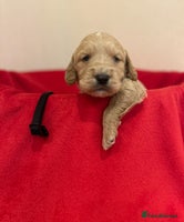 Mini Goldendoodle dogs F1 goldendoodles - Advert 11