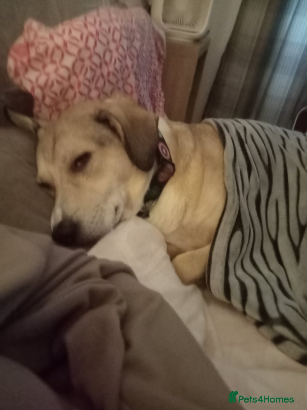 Mixed Breed dogs for sale: Mixed breed Romanian rescue - Image 3