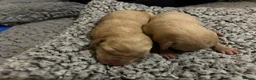 Labrador Retriever dogs for sale: KC REGISTERED FOX RED & YELLOW LABRADOR PUPPIES - Advert 6