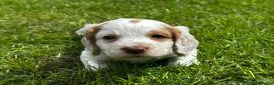 Cocker Spaniel 2