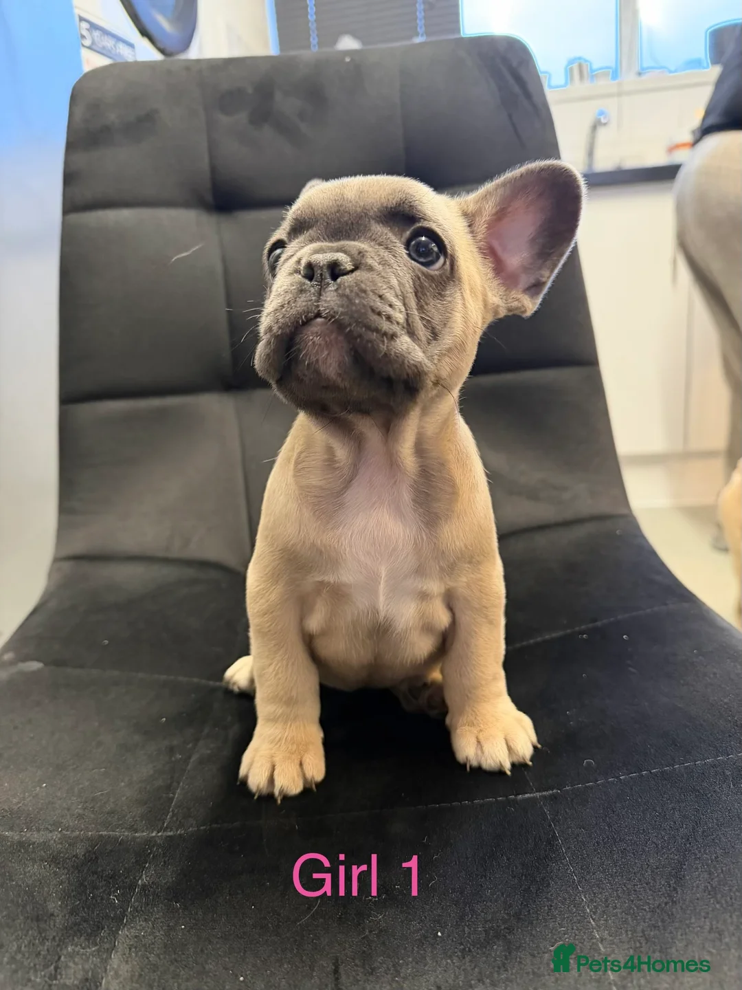 French Bulldog dogs for sale: FrenchBulldog Puppies  - Advert 8