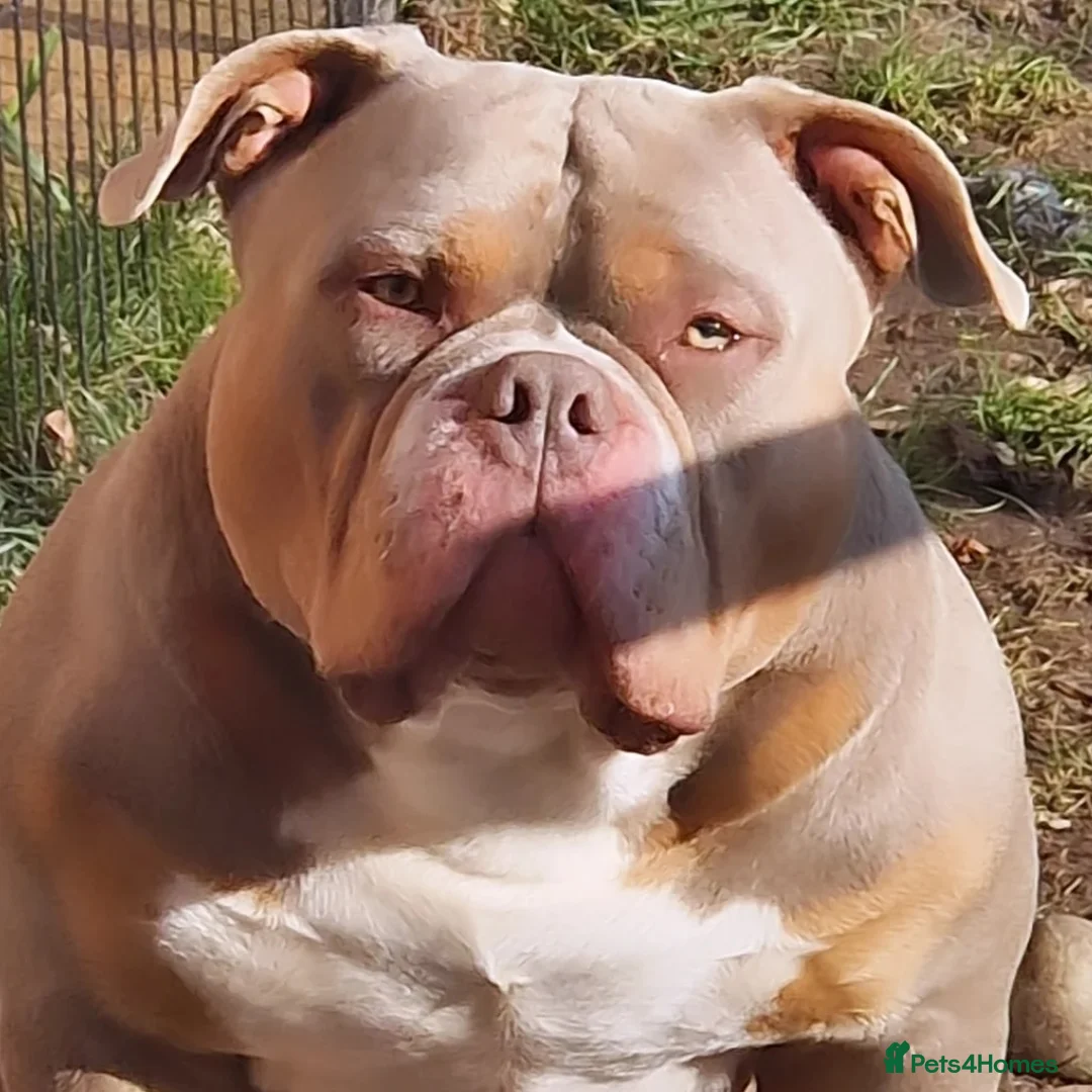 American Bully dogs for stud: American Pocket Bully PROVEN ! in Dartford - Advert 11