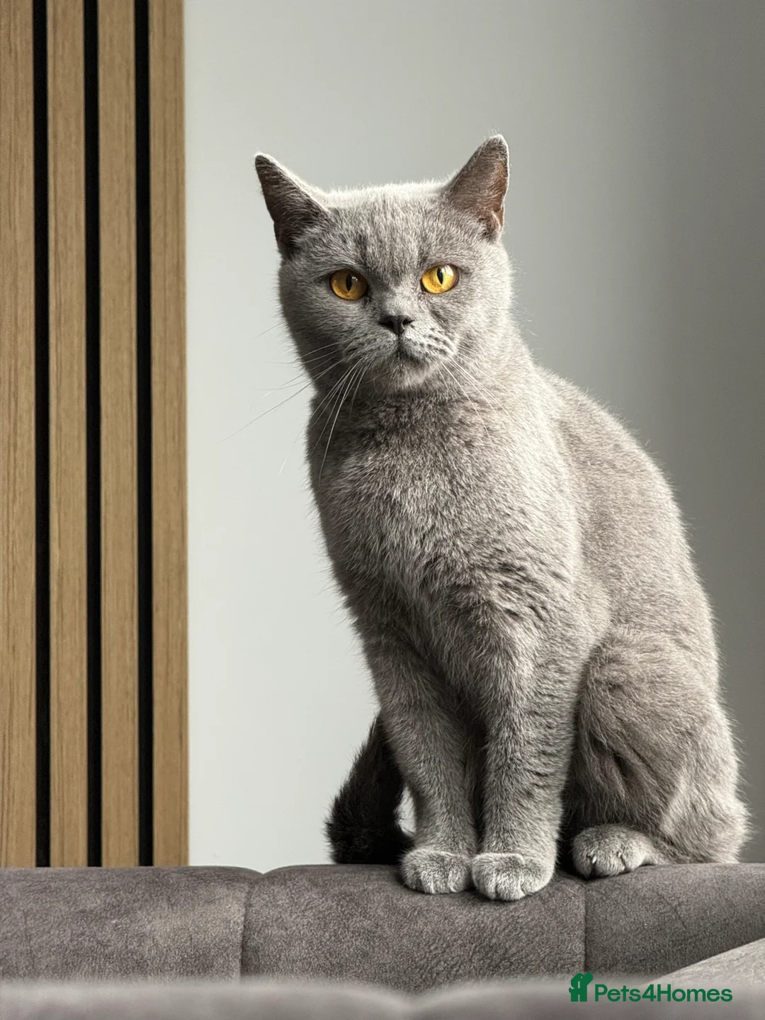 British Shorthair cats for sale: Blue British shorthair  - Advert 3