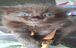 Ragdoll cats for sale: Ragdoll x Norwegian Forest x DHC - Image 2