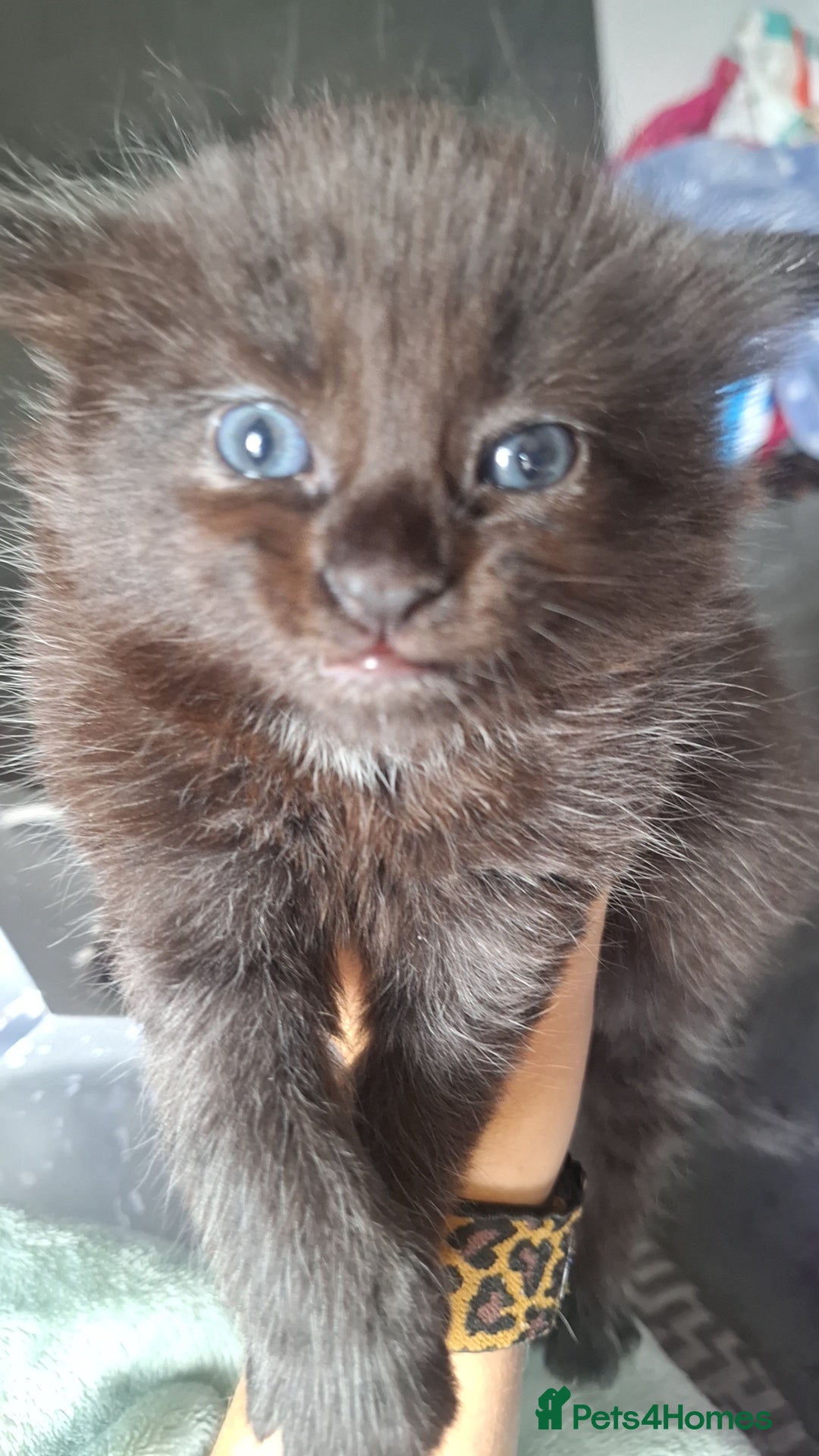 Ragdoll cats for sale: Ragdoll x Norwegian Forest x DHC - Image 2