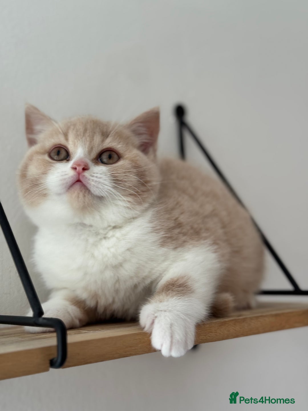 British Shorthair cats for sale: ChampionLine🏆🏆🏆Bicolour British Shorthair💙💙💖 - Advert 1