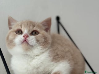 British Shorthair cats - Advert 31