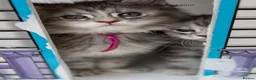 Maine Coon cats for sale: READY NOW GCCF Registered Maine Coon Kittens - Advert 22