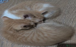 Ragdoll cats for sale: Half ragdoll kittens for sale - Image 7