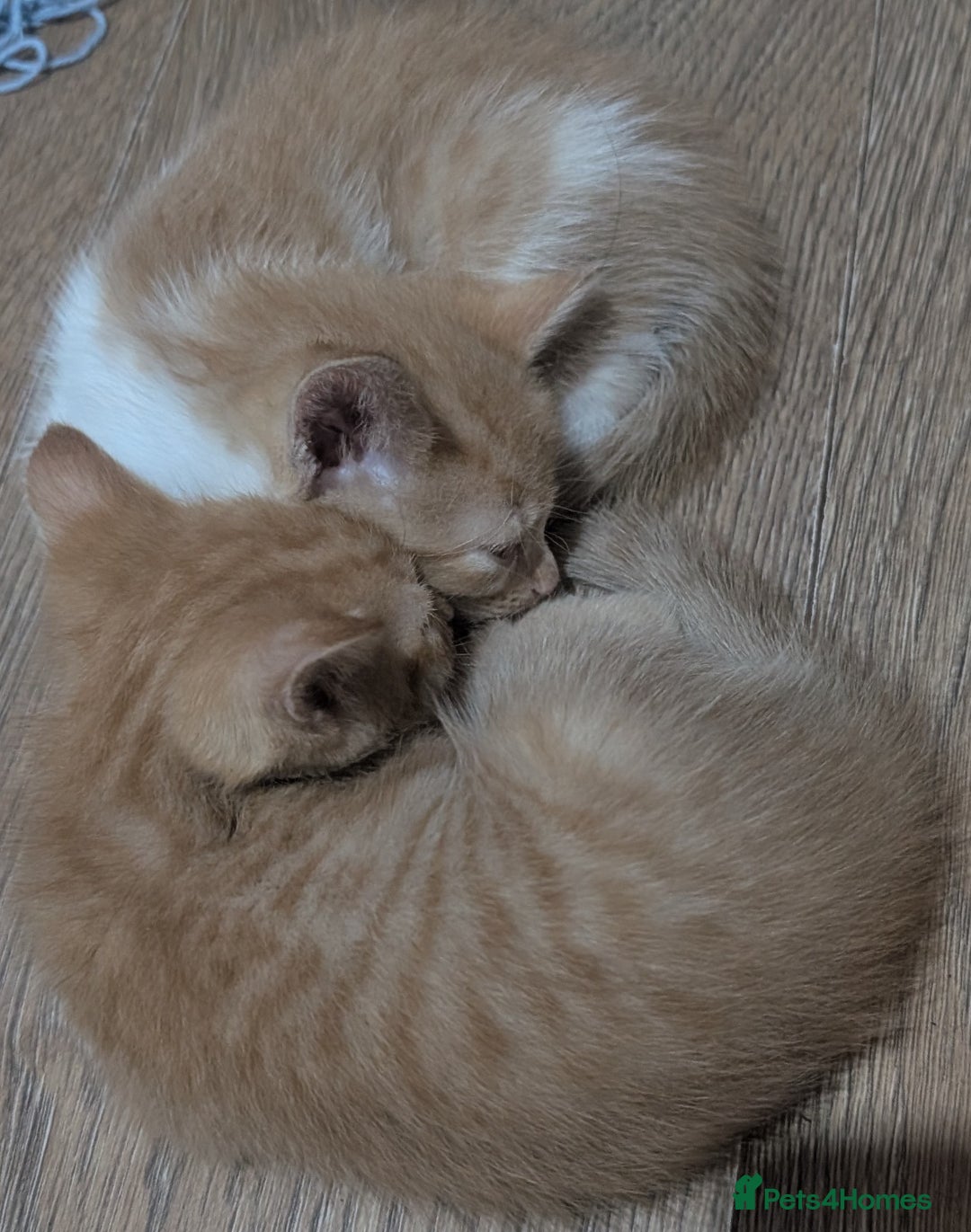 Ragdoll cats for sale: Half ragdoll kittens for sale - Image 7