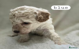 Toy Poodle dogs for sale: BEAUTIFUL TOY POODLES - Image 8