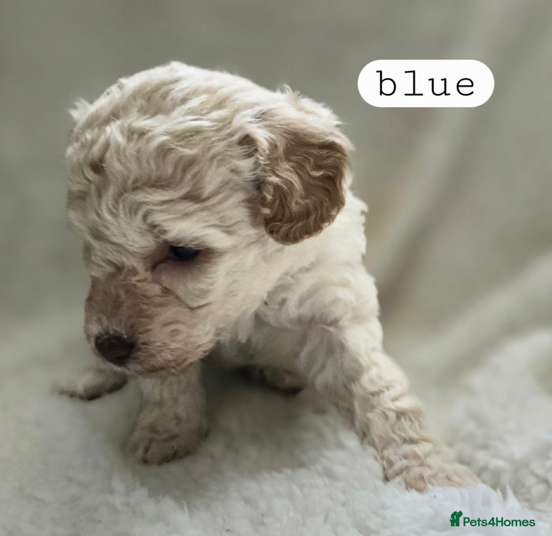 Toy Poodle dogs for sale: BEAUTIFUL TOY POODLES - Image 8